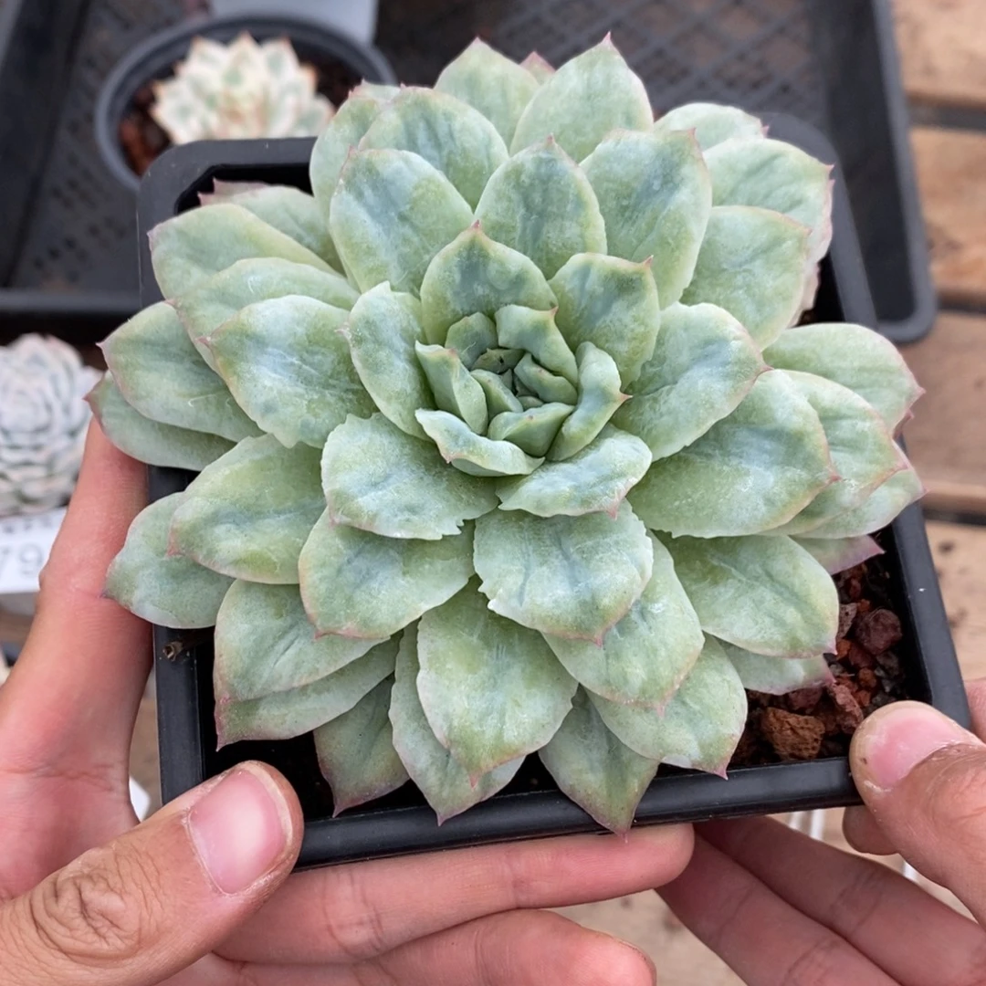 泡泡冰多肉植物7938