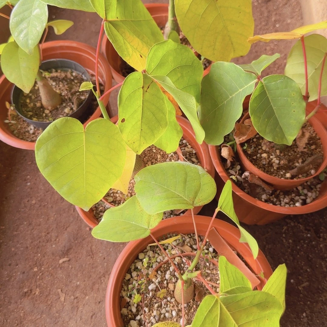 块根植物块根植物