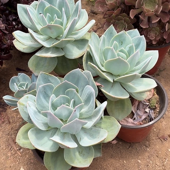 一***舟多肉植物法师白凤20