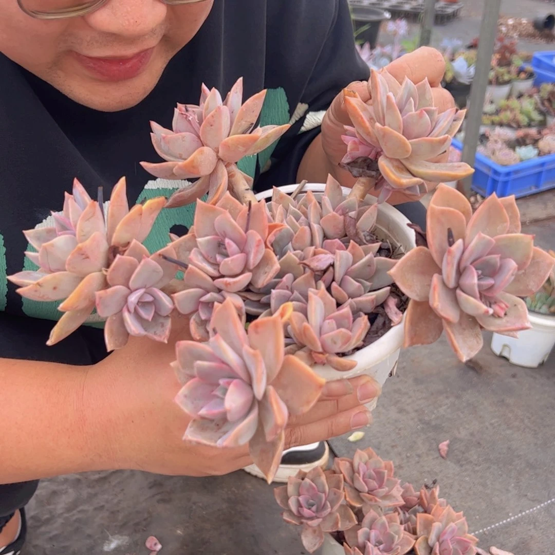 中国初恋整装，180杯