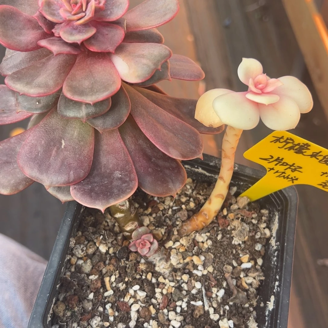 柠***肉大红袍锦，带锦叶子两片加一个小绿头