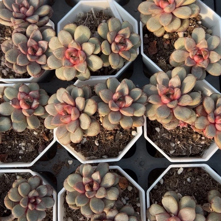 葡萄双头一颗量拍多肉满20包邮下午发