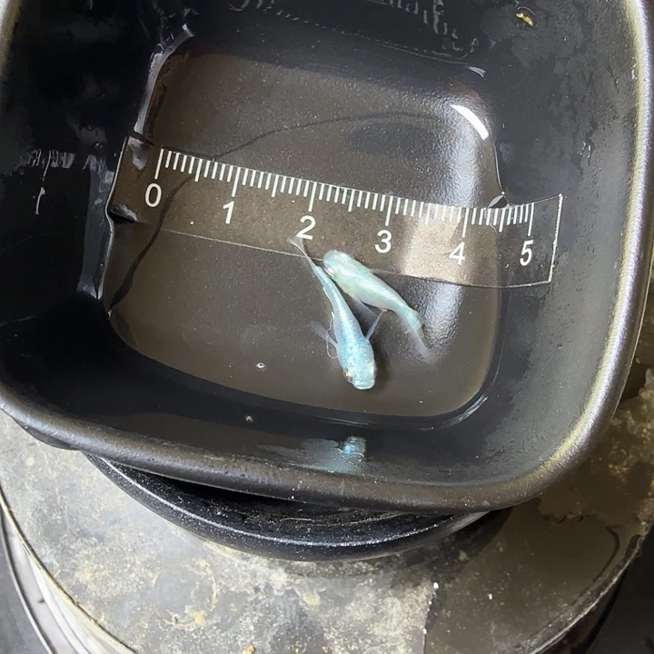 青鳉鱼18号拍品银豆豆