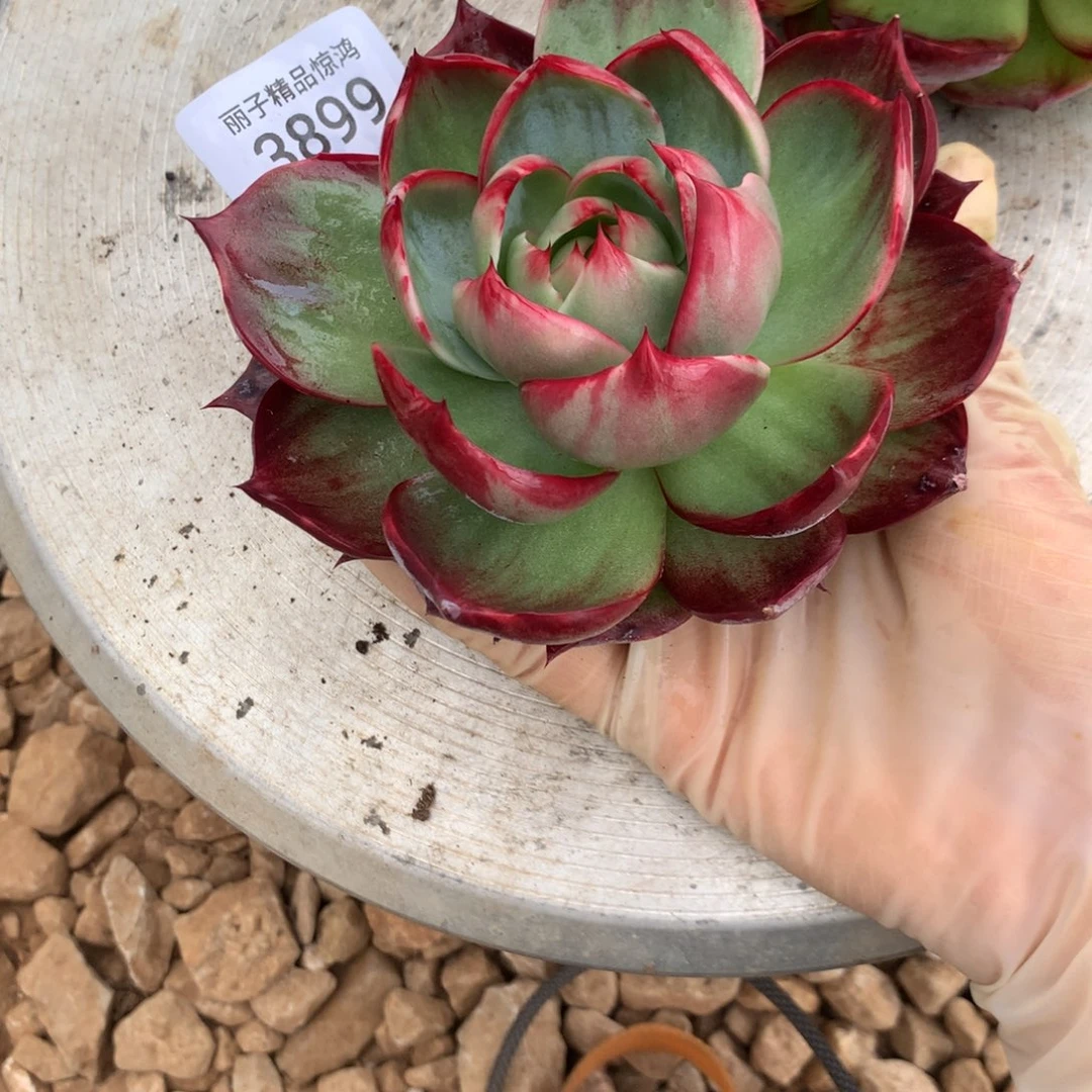 幸***呀3899一物一拍12厘米