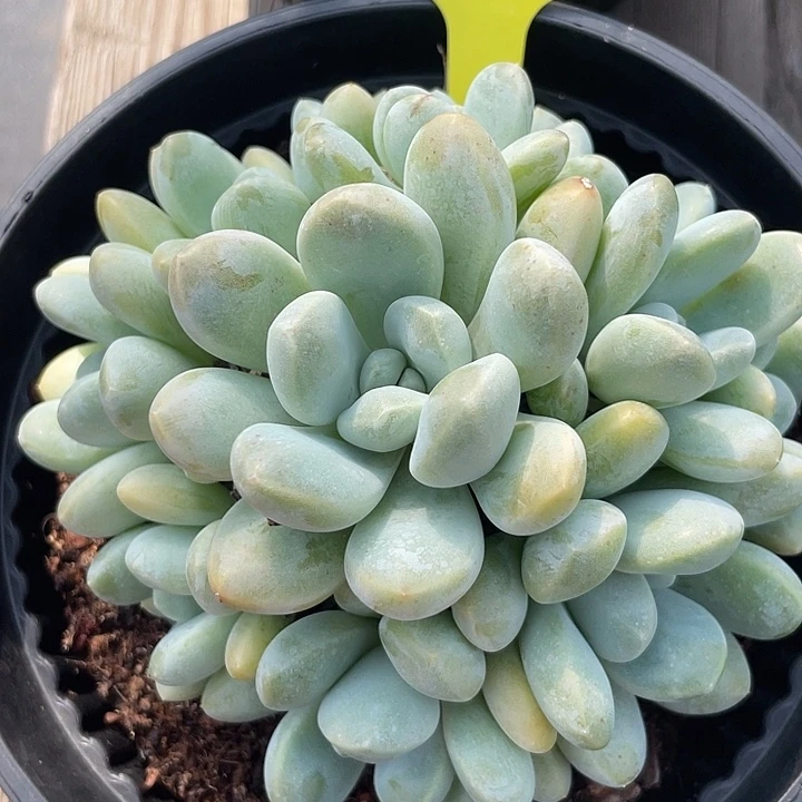 香玉多肉植物群生380