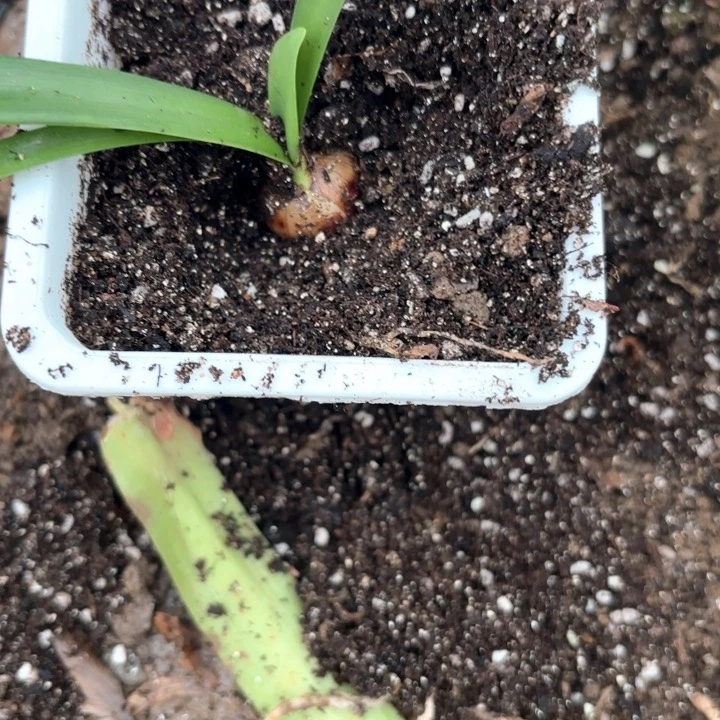 无花朵棒***ㄣ双黄包对版7783