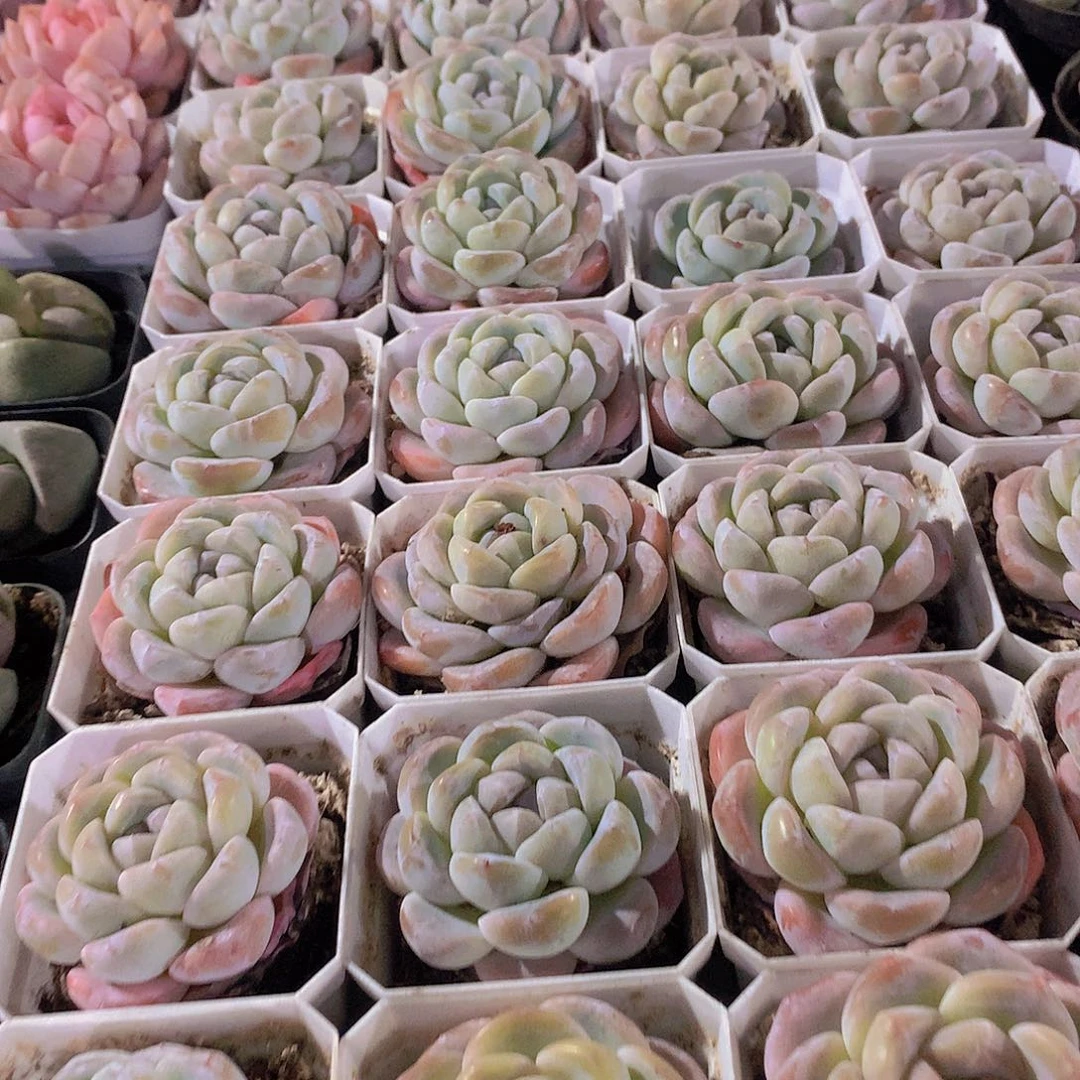 冰玉234567888990000