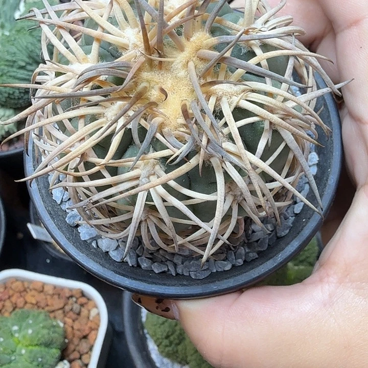 货***多货拉拉专拍 狂刺天平