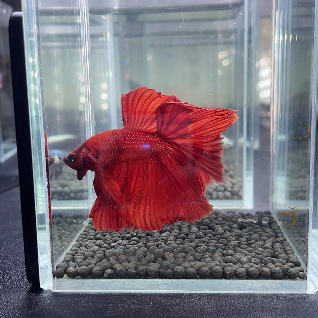 斗鱼36号916早大红袍