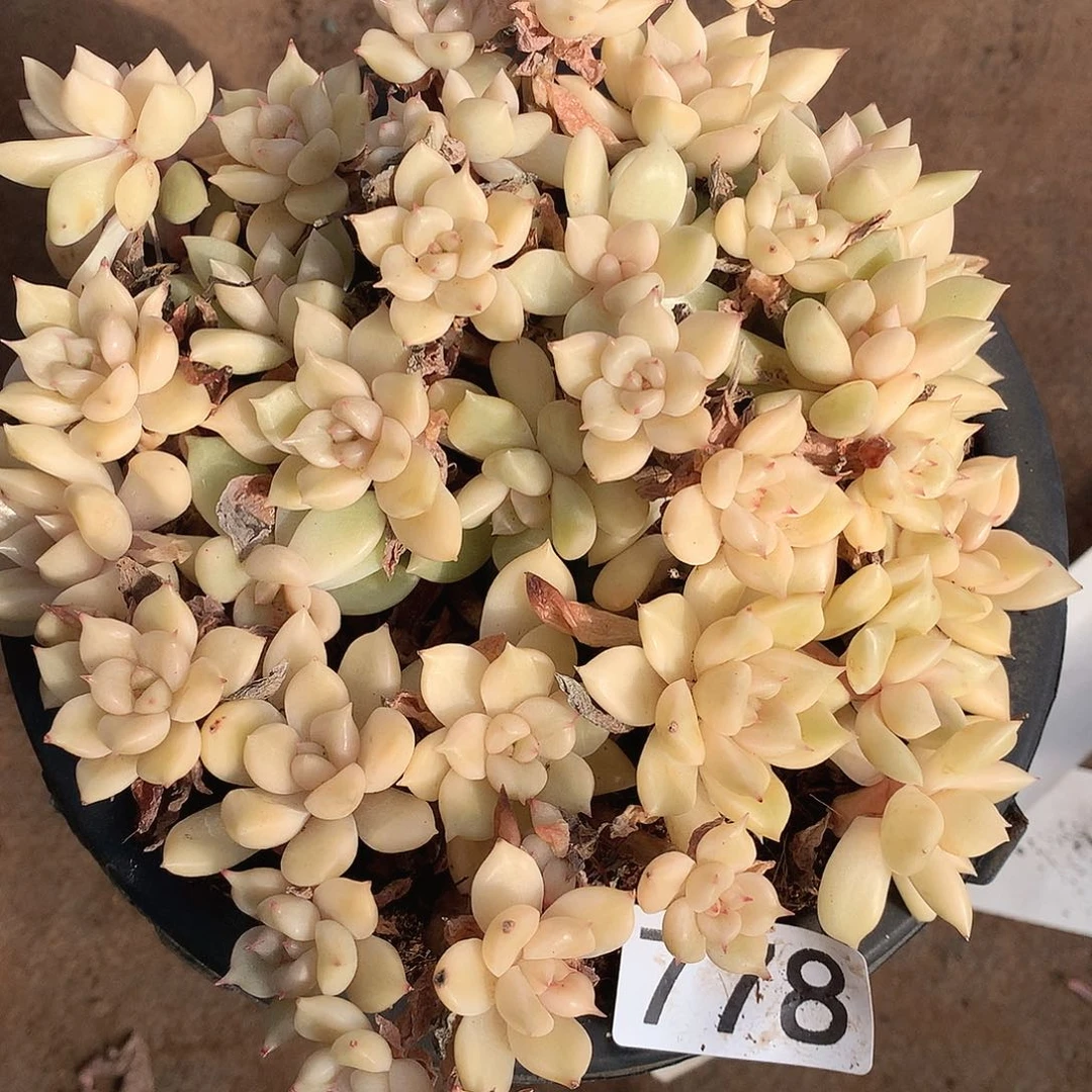 778 一物一拍多肉