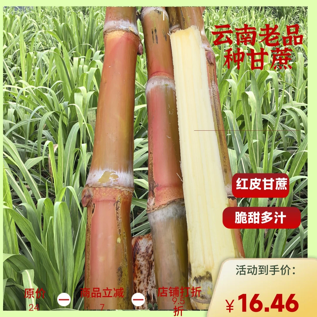 云南老品种红皮甘蔗脆皮甘蔗红皮甘蔗新鲜多汁清甜水果孕妇可食用