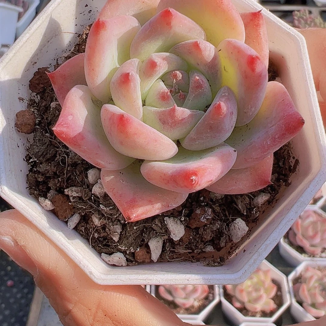 白拉糖19包邮多肉植物