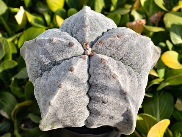 仙人球花友专拍备注编号