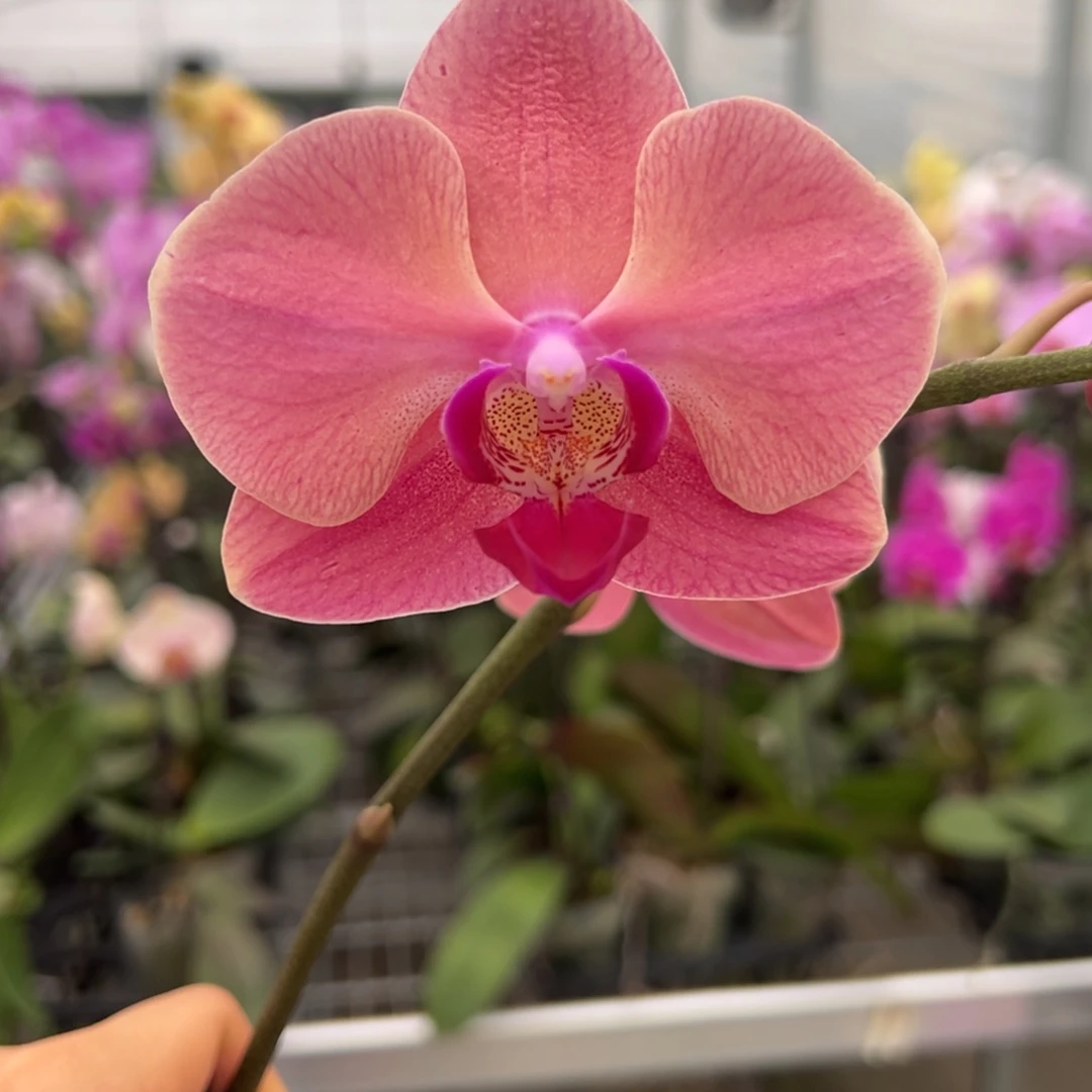 完全开放M164 剪梗 叶片瑕疵