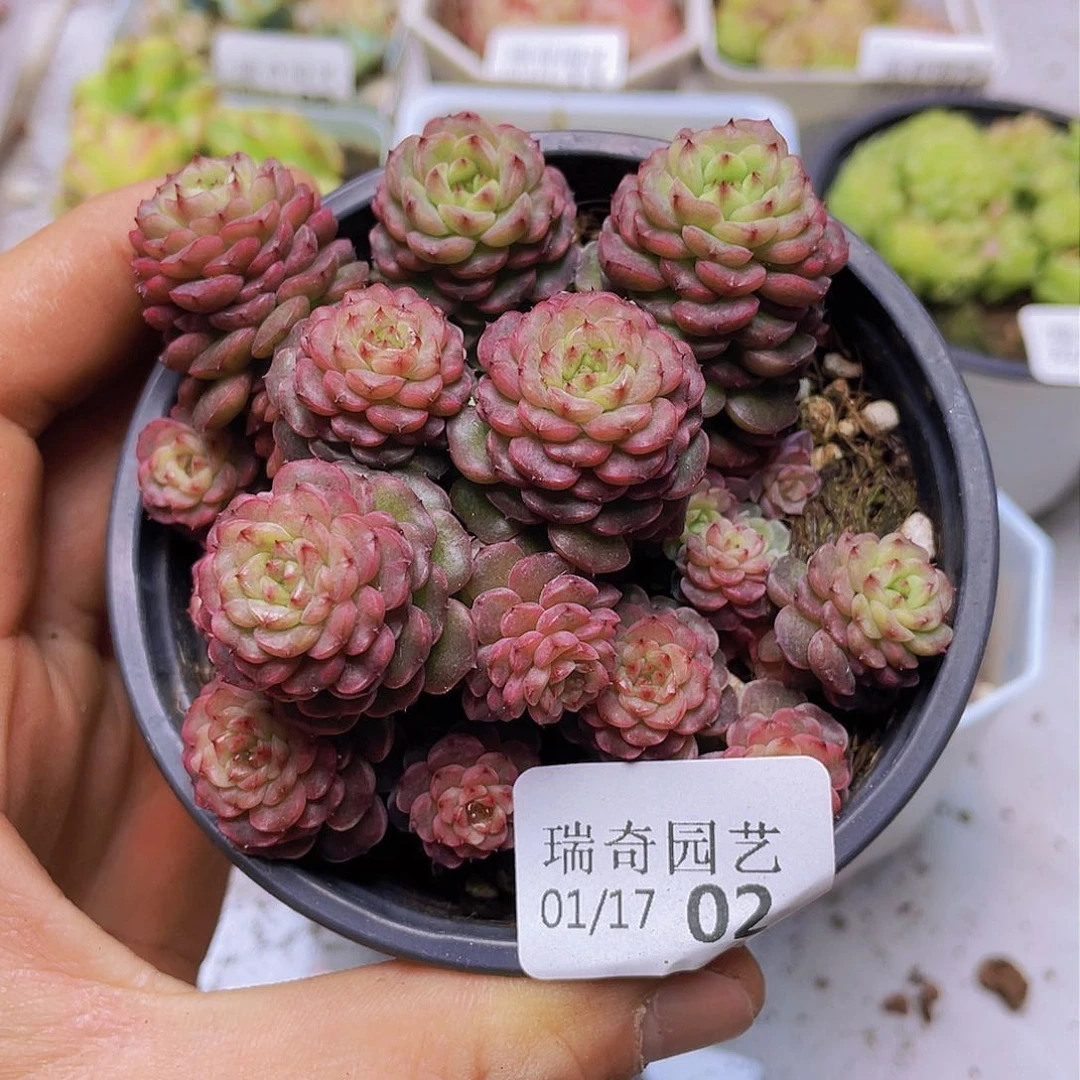 00000000000002量拍