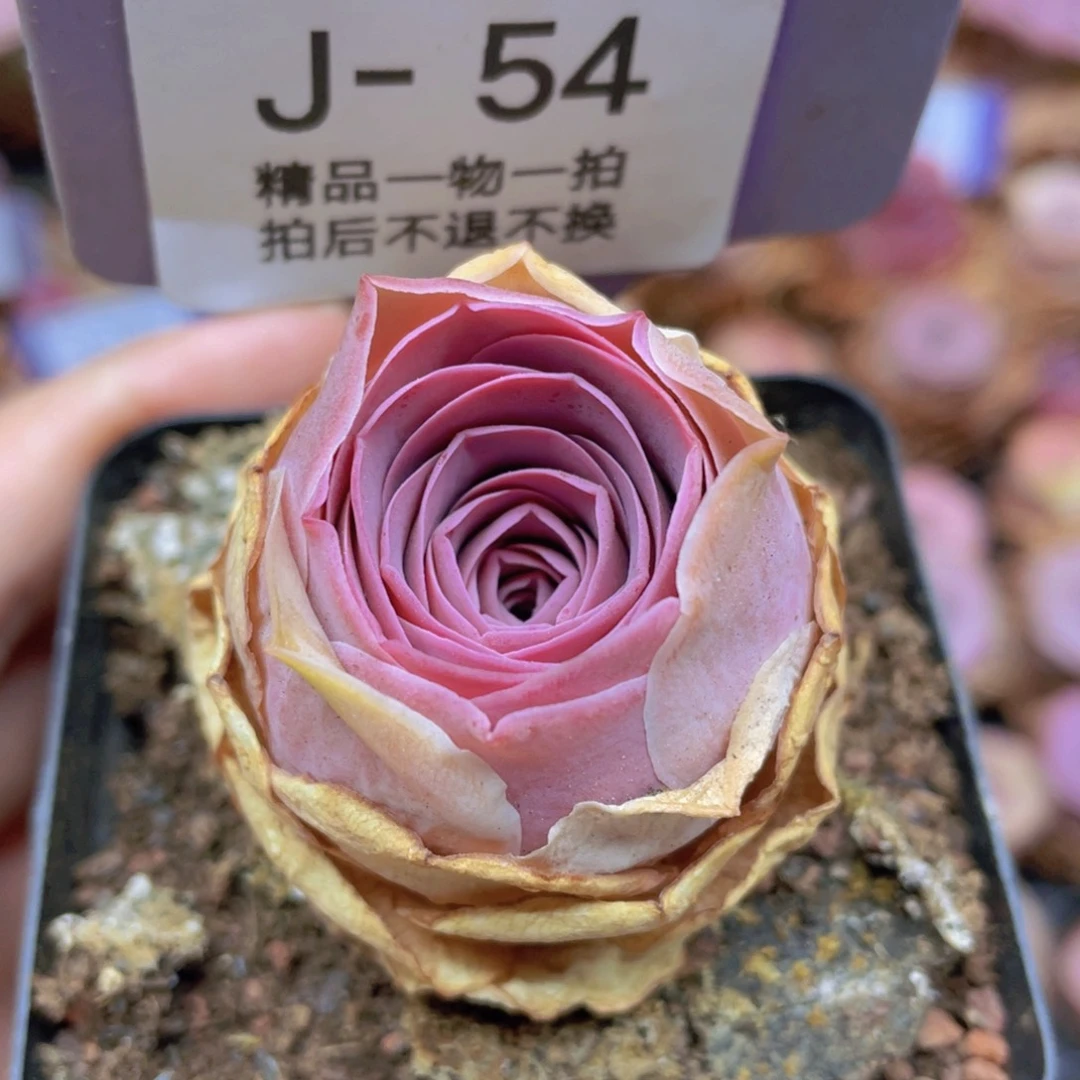 山地玫瑰J54满38包邮裸根发货