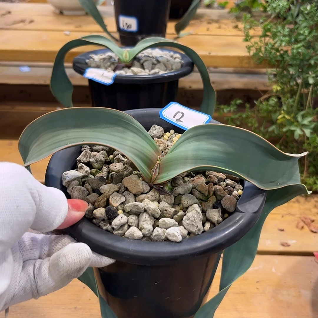 汤圆植物12百岁兰漂亮