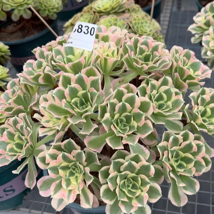 830白凤30厘米左右