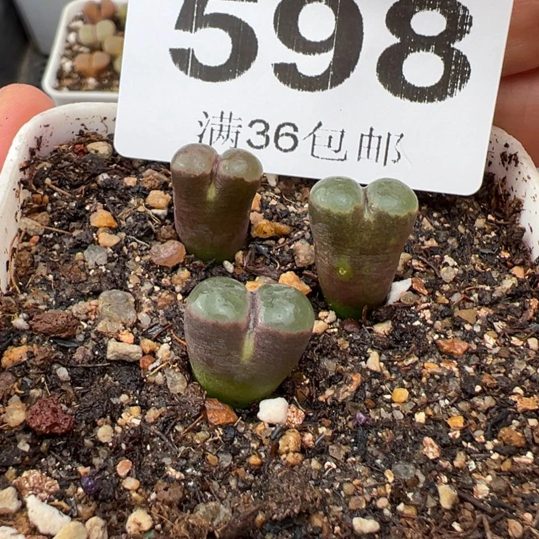 1.25好看的多肉598