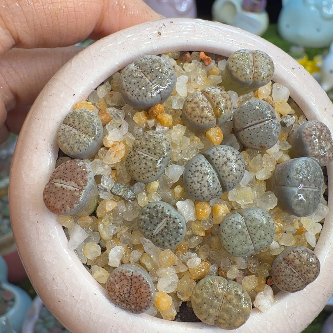 多肉植物福利冲冲533