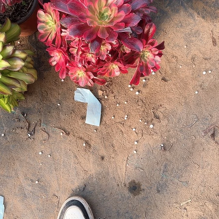 多肉法师植物链接63