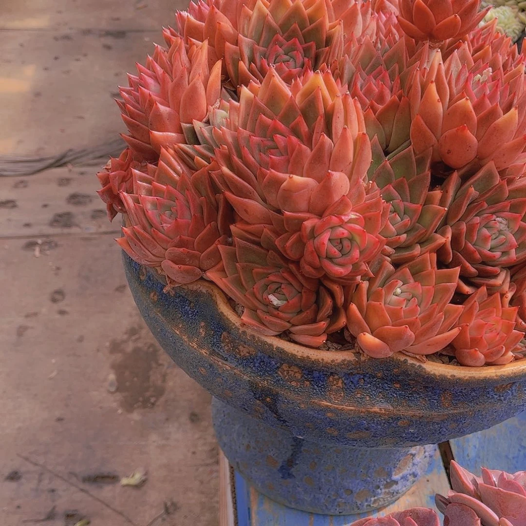 无*多肉植物保护研究所