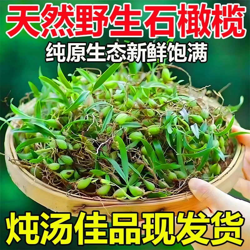 福建本地石壁清甜双叶小果石橄榄绿色清甜美味纯天然煲汤