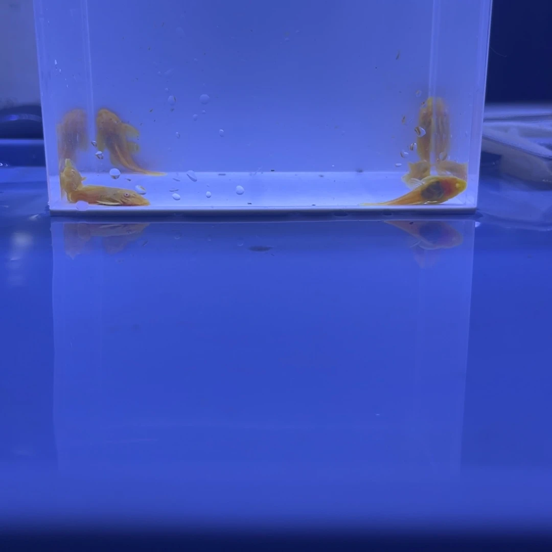 孔雀鱼胡子6条开箱视频报损
