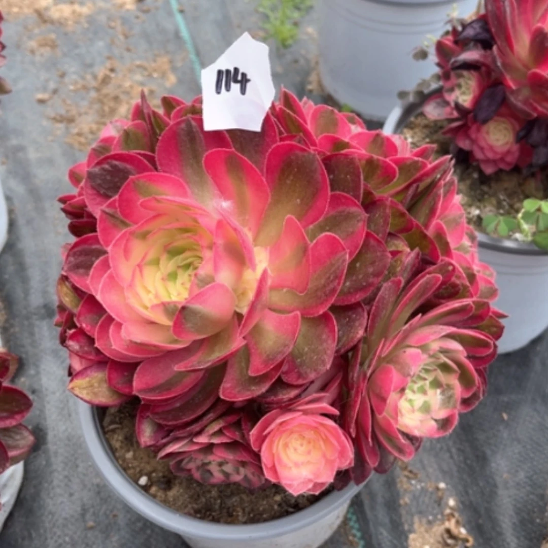 【闪购商品】114荔枝多肉法师