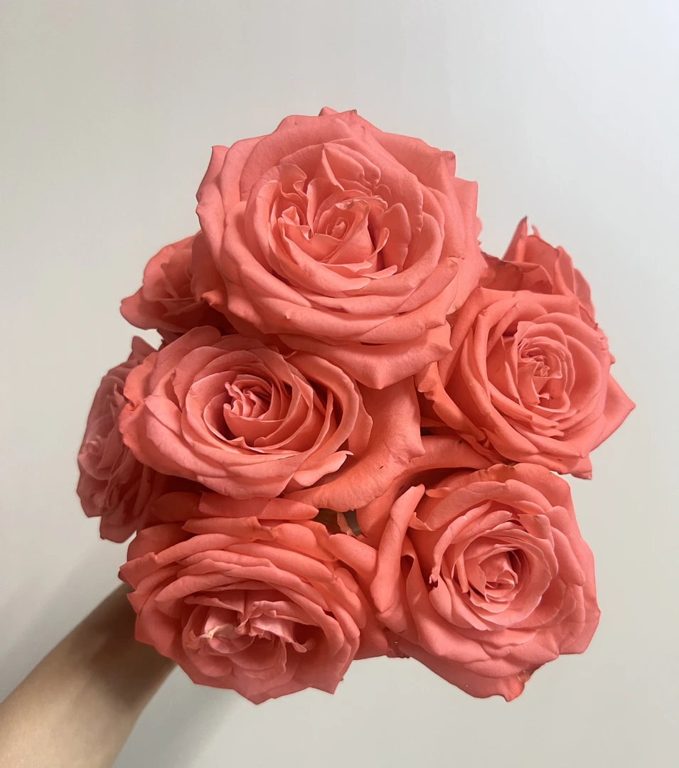 【卡玛特】切花月季灌木阳台庭院盆栽勤花四季开花