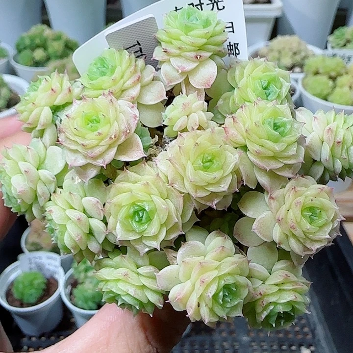 【闪购商品】0613-200（ttp-33）