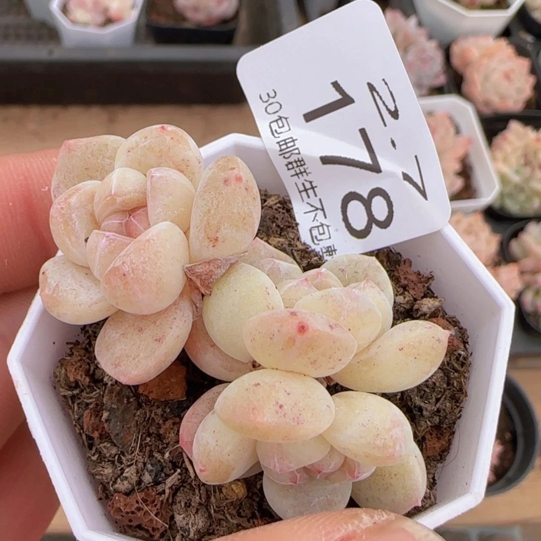 三头冰玉一颗脱土