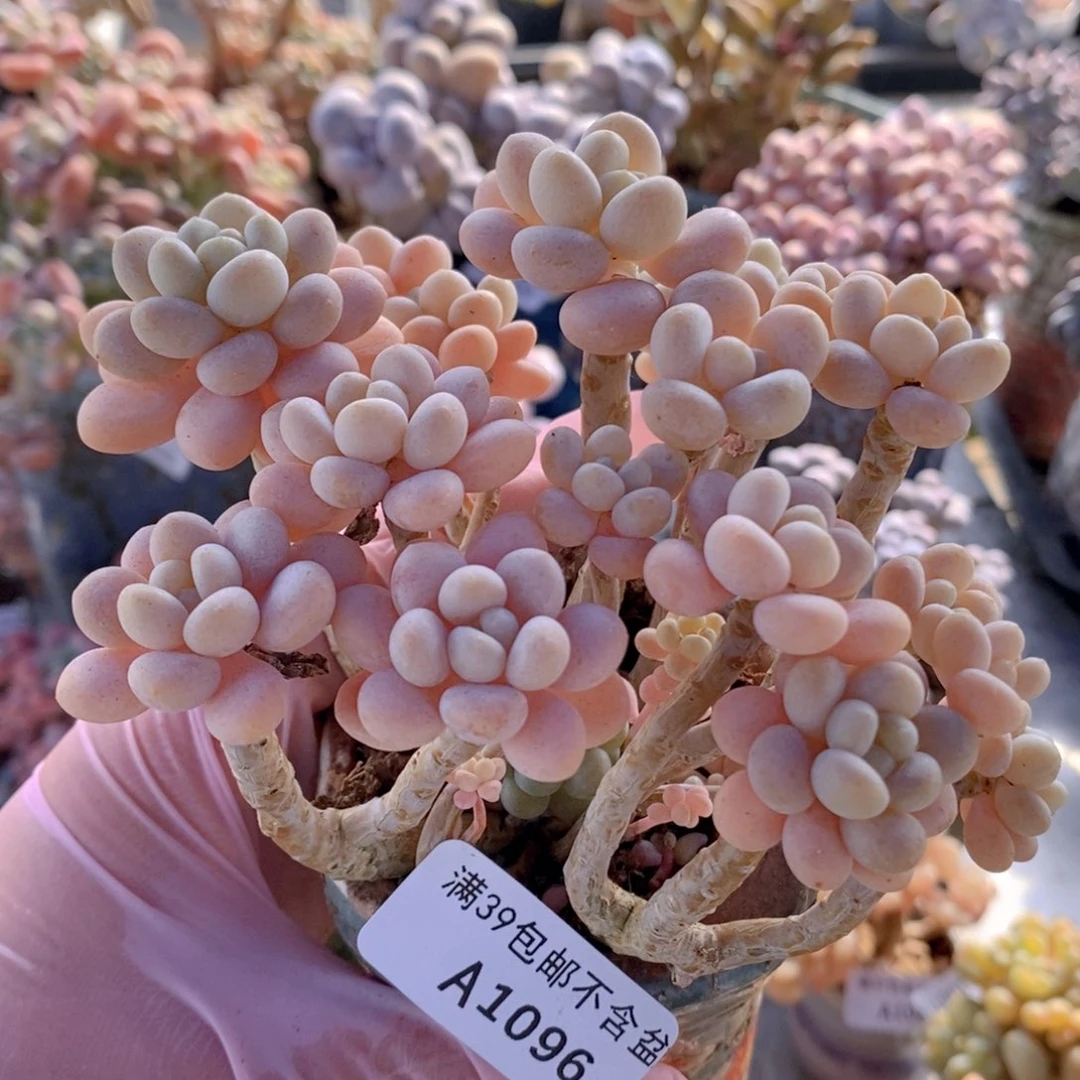 洛可可老桩10cm1096多肉植物