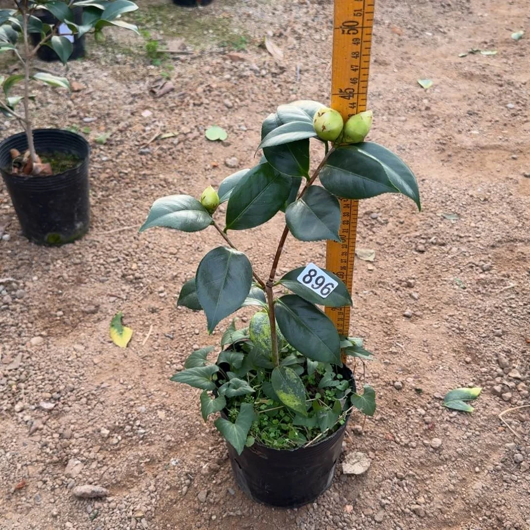 少量花朵（建议范围：2朵-5朵 或40%以下）896戴氏