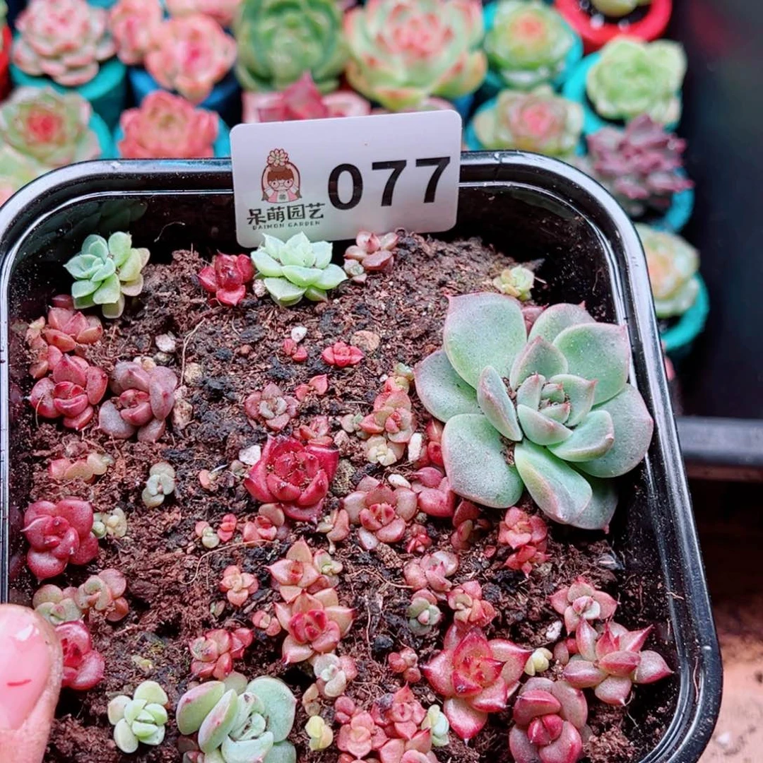 多肉植物多肉植物
