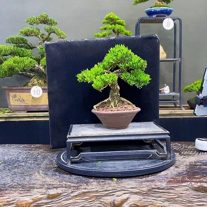 无花朵黄杨盆景四季常青