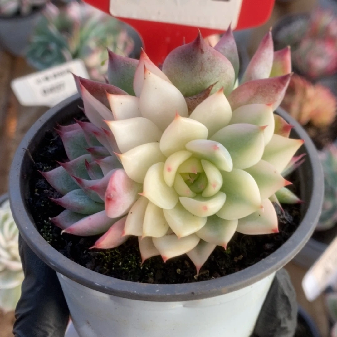 719吉娃娃锦锦锦锦锦锦