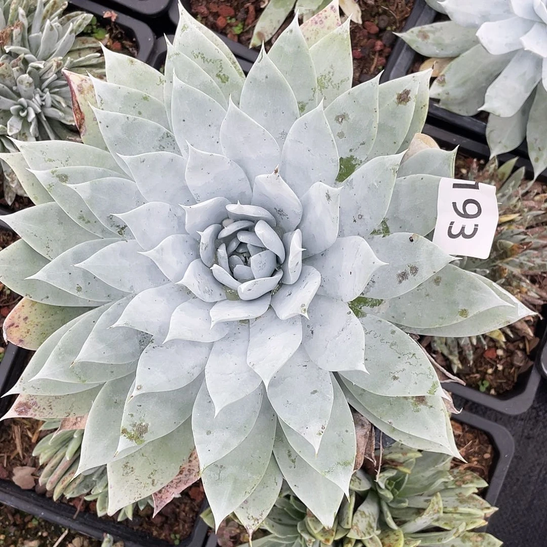 哆****8雪山大单头雪2193