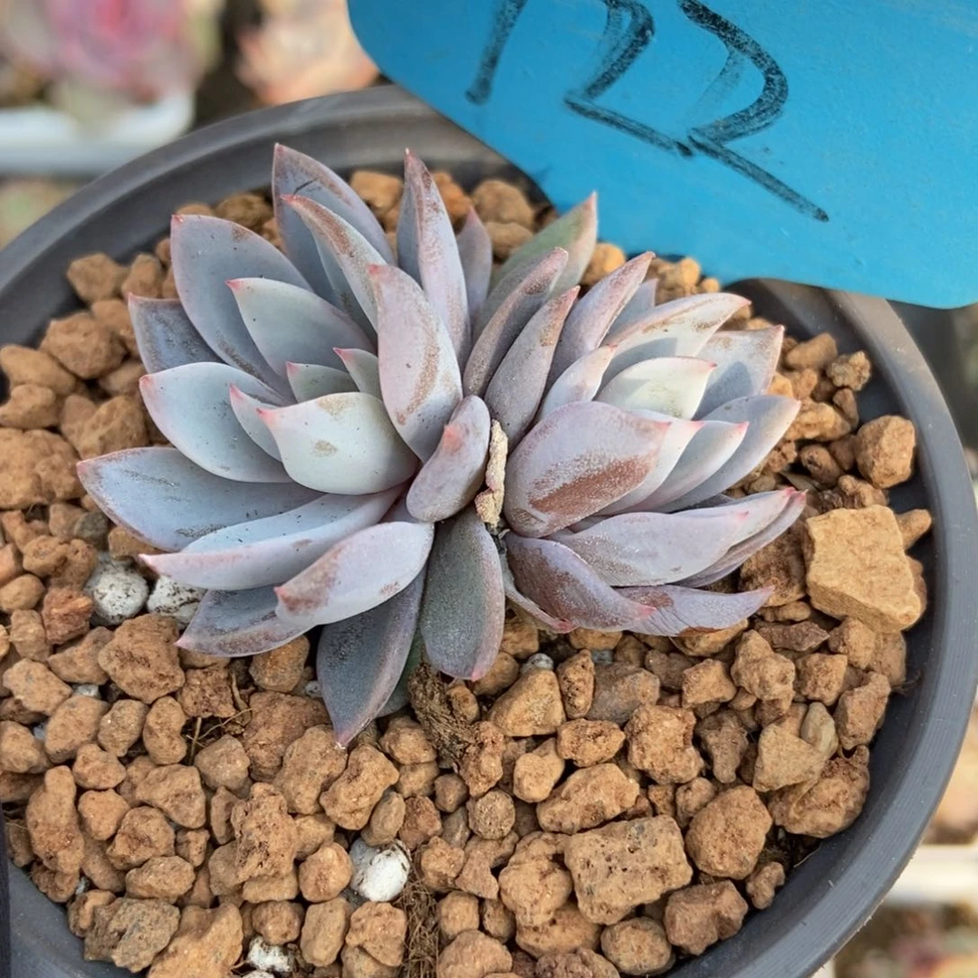 722青轨多肉植物保护