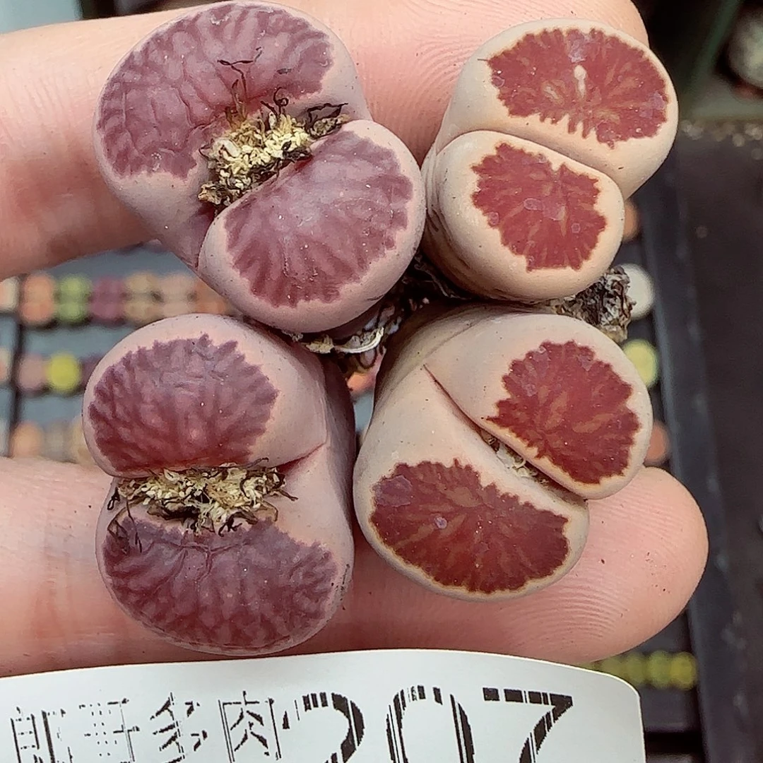 满满18包邮1229-207