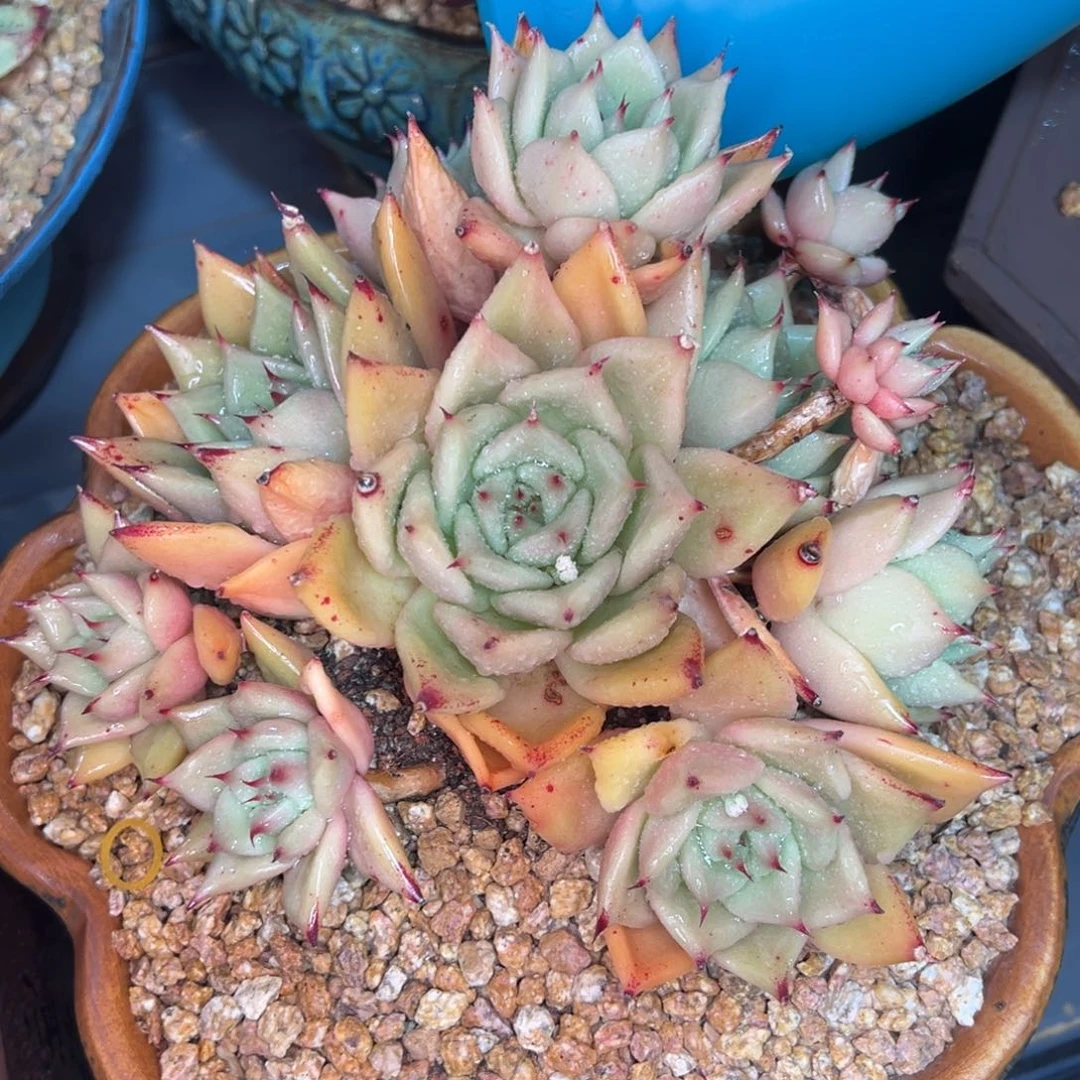 从前慢多肉精选编号0216.西班牙乌木