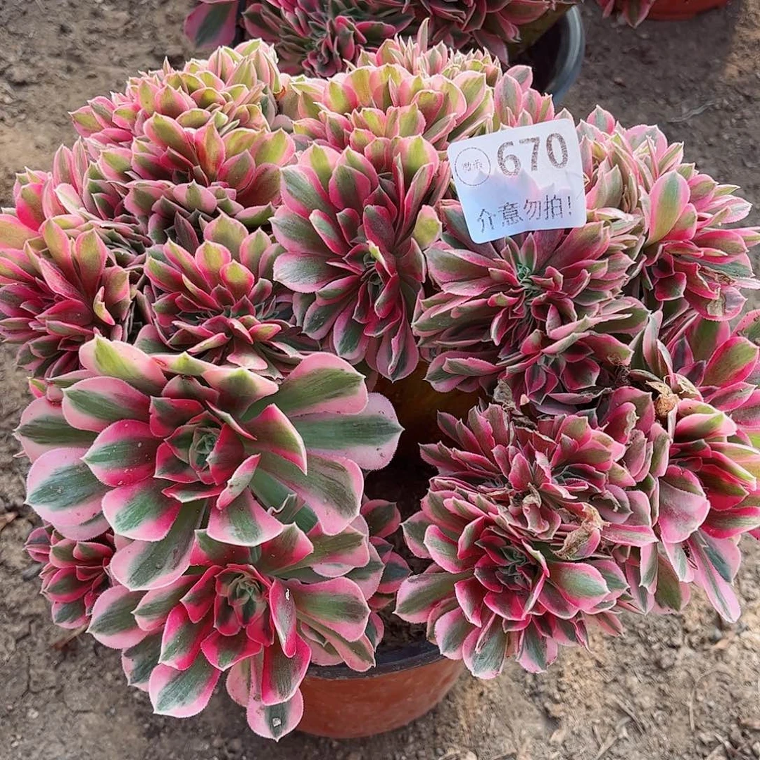 无花朵多肉植物670