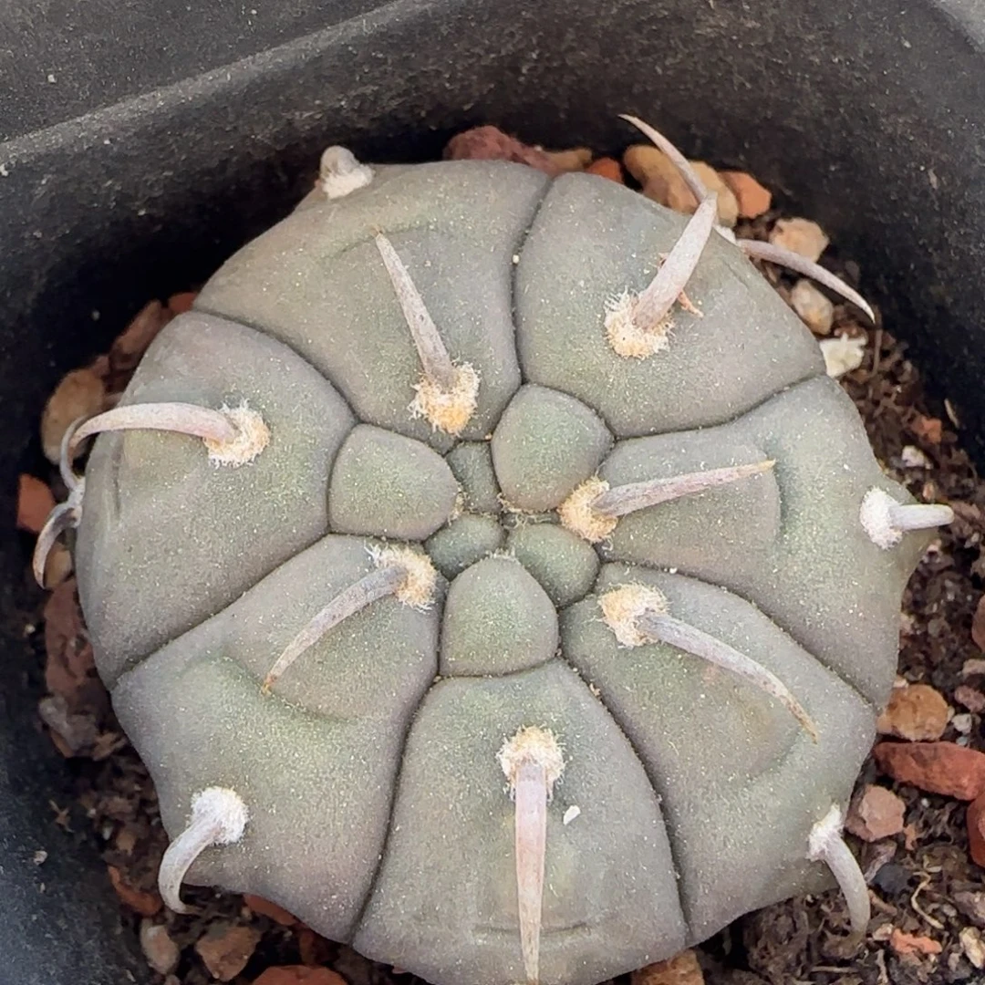 032实生短豪刺一本刺多肉