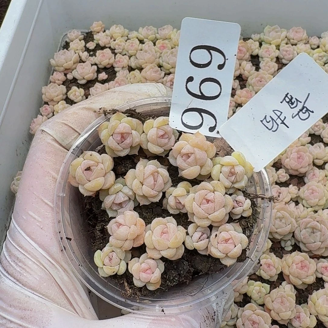 多肉植物多肉植物969量拍