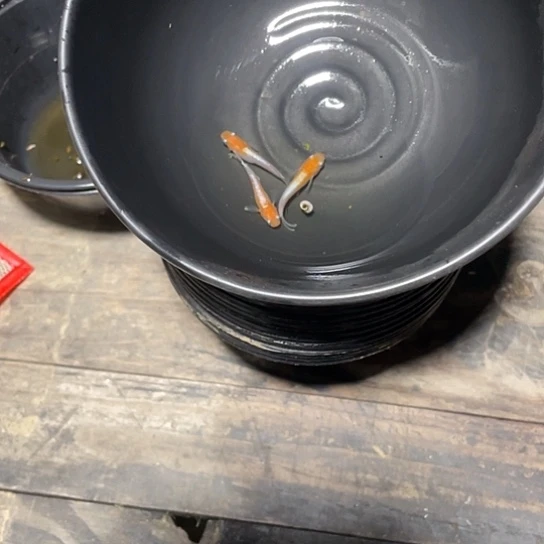 青鳉鱼赤壁红白观背青鳉