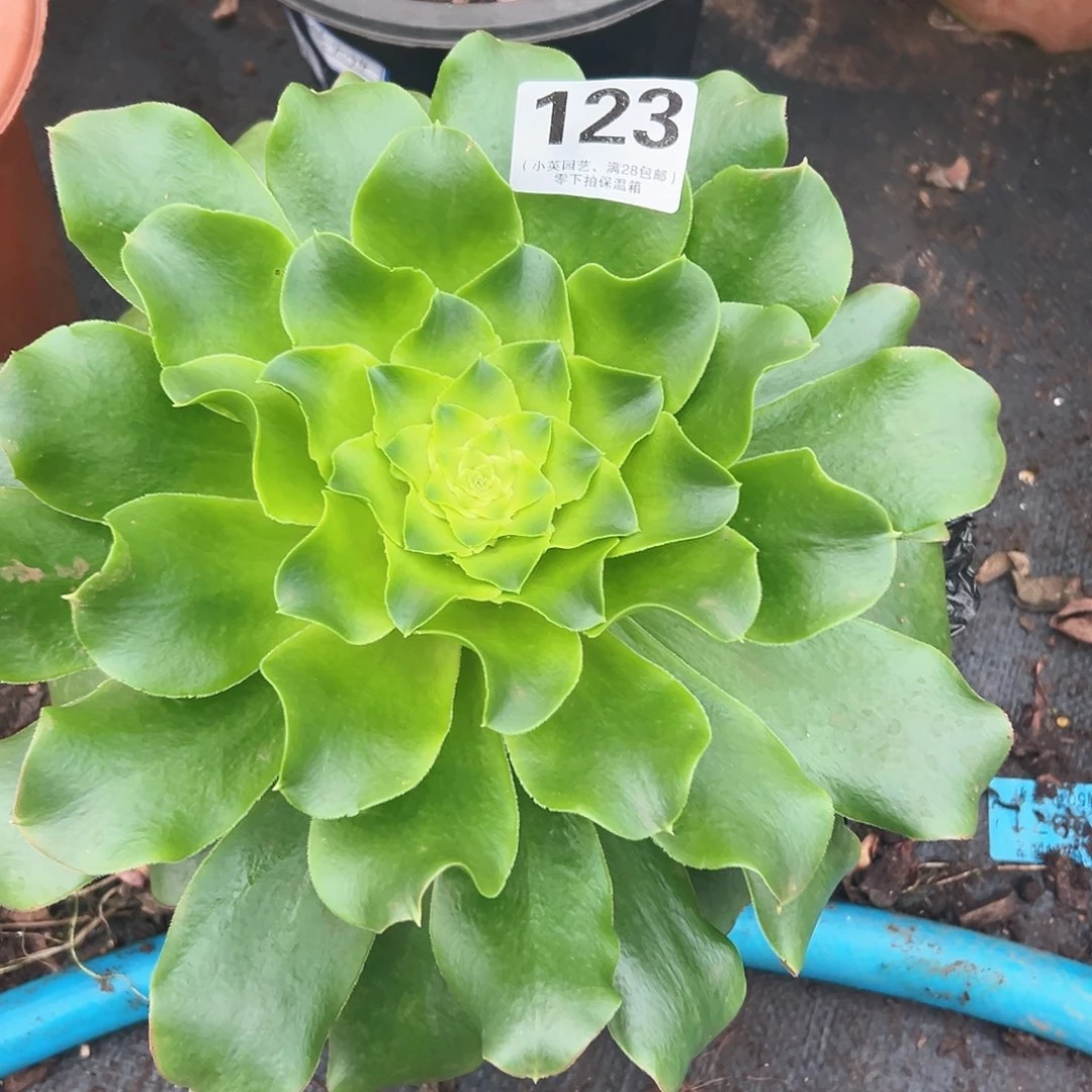 绿叶仙绿野仙踪123多肉植物多肉植物