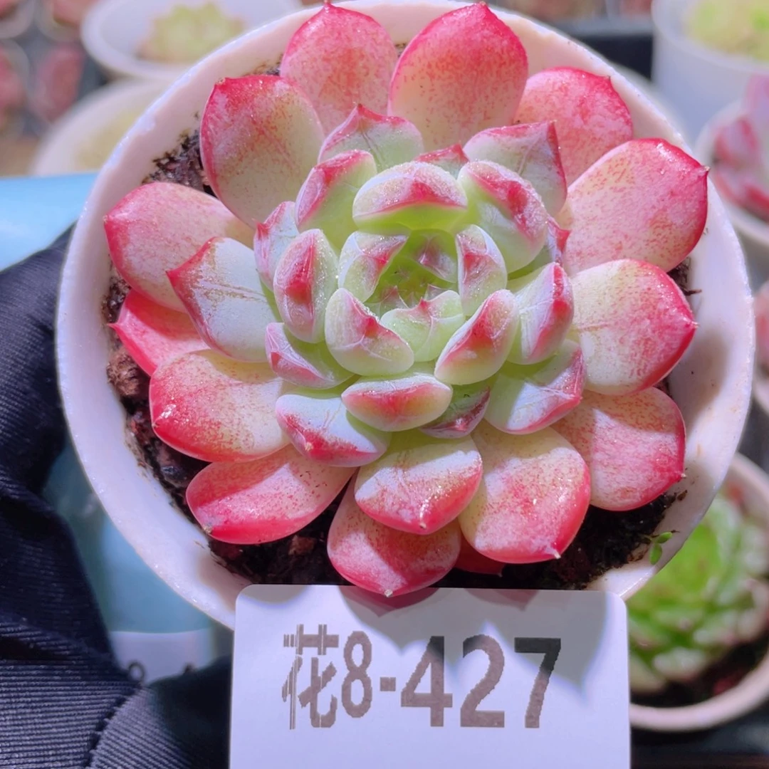 花利美8-427琴心单头