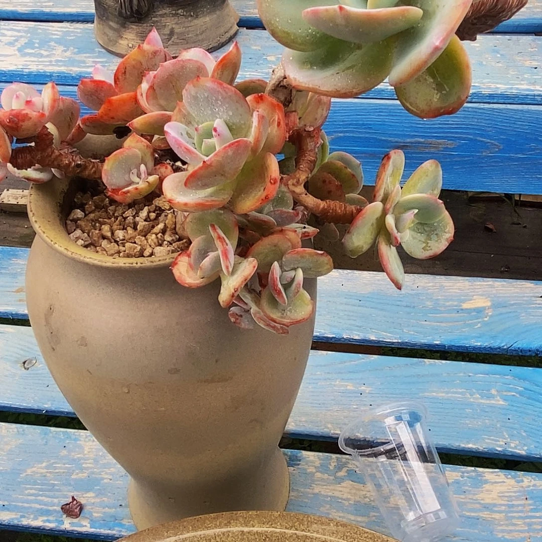 峥**妍老桩白风多肉植物