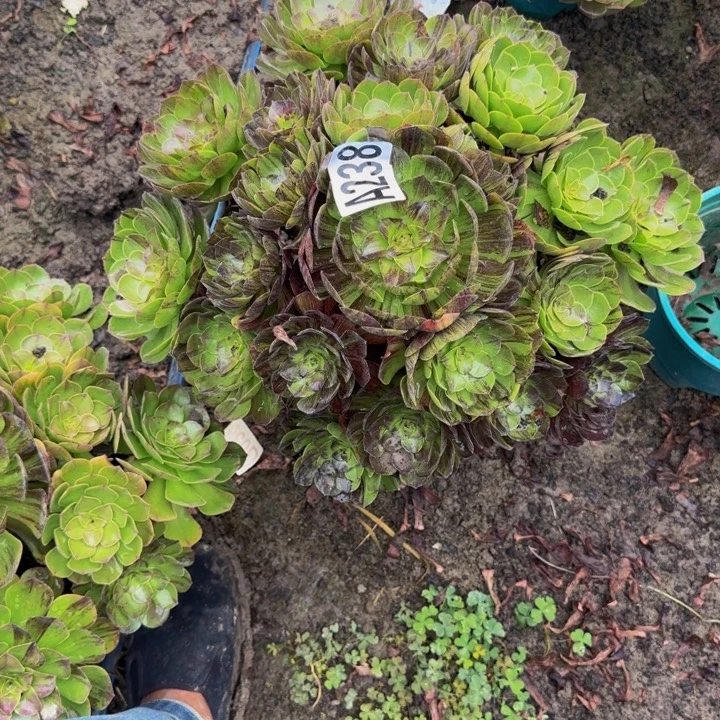 默然花25-30包邮花花