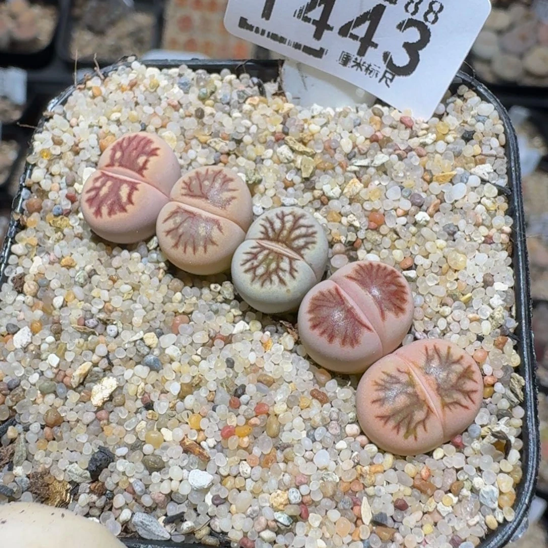 zzzzz生石花肉锥1443